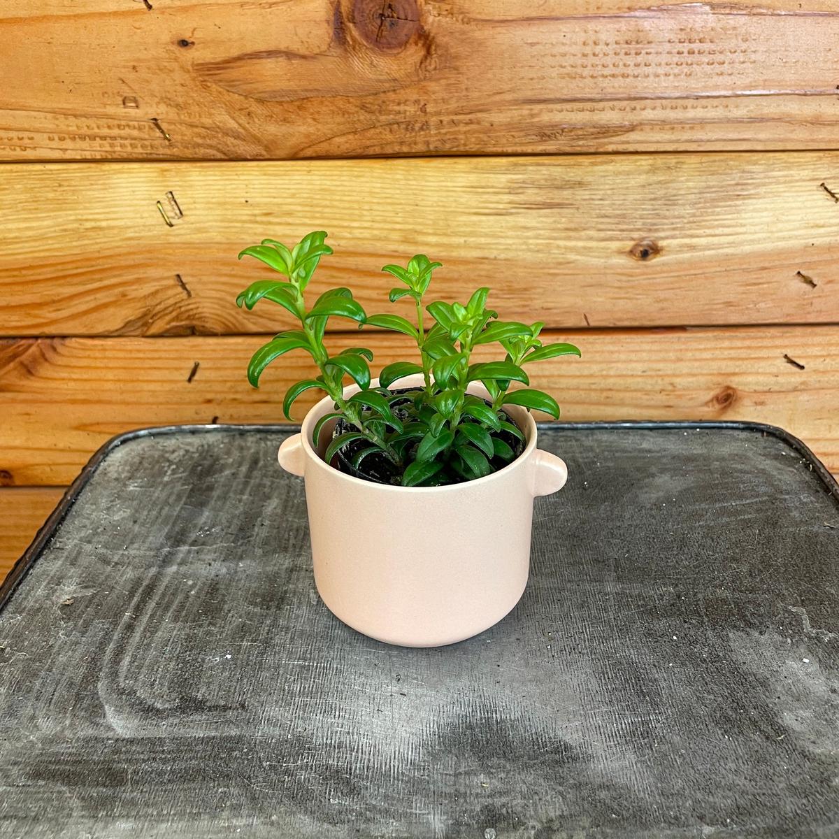 Aeschynanthus Lipstick Buxifolius Box Leaf, 2" Plant