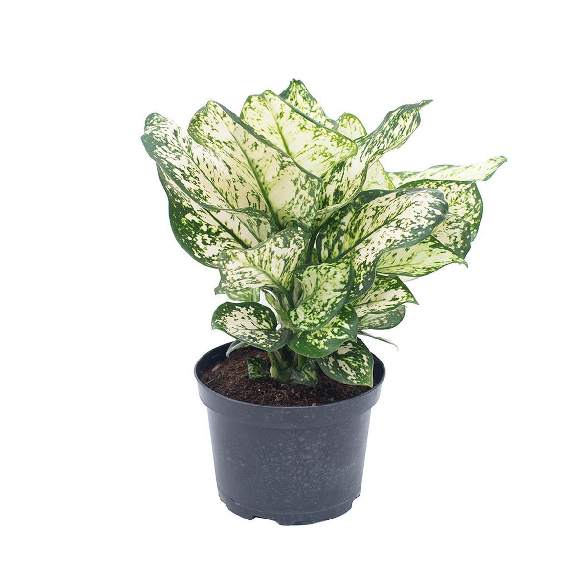 Aglaonema/Conmutatum Variegata Pearls