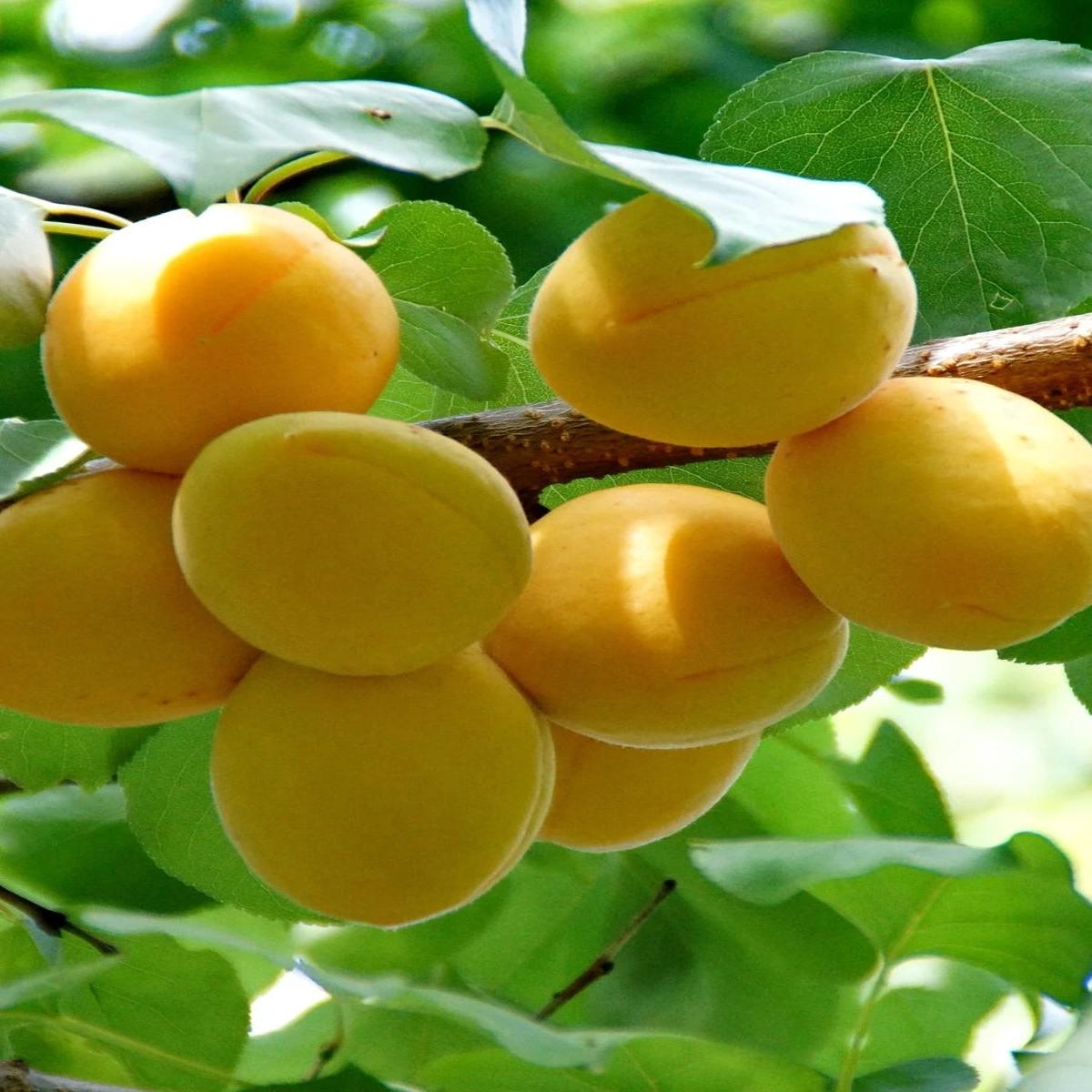 Apricot Puget Gold - Dwarf