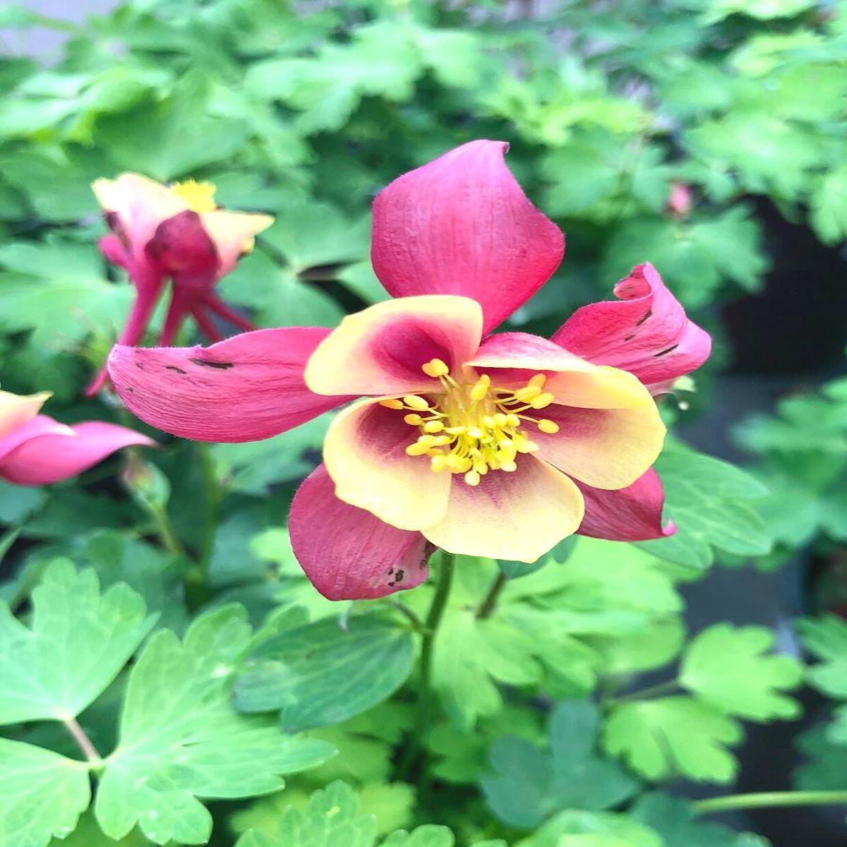 Aquilegia Columbine 'Earlybird Red/Yellow' 1G