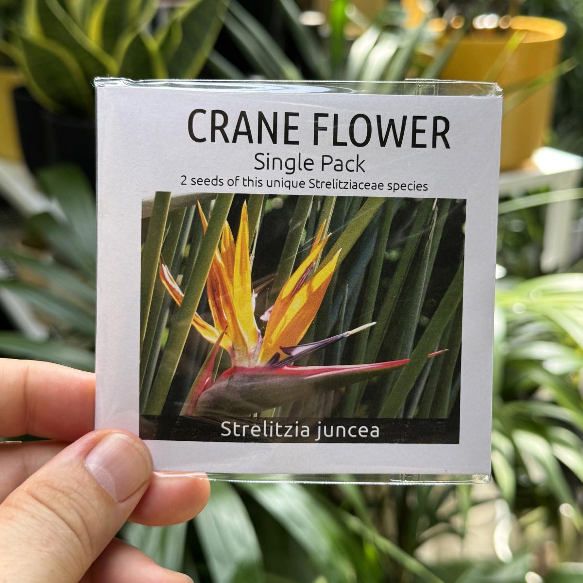 Crane Flower Seed Kit: Indigenous Strelitzia Juncea