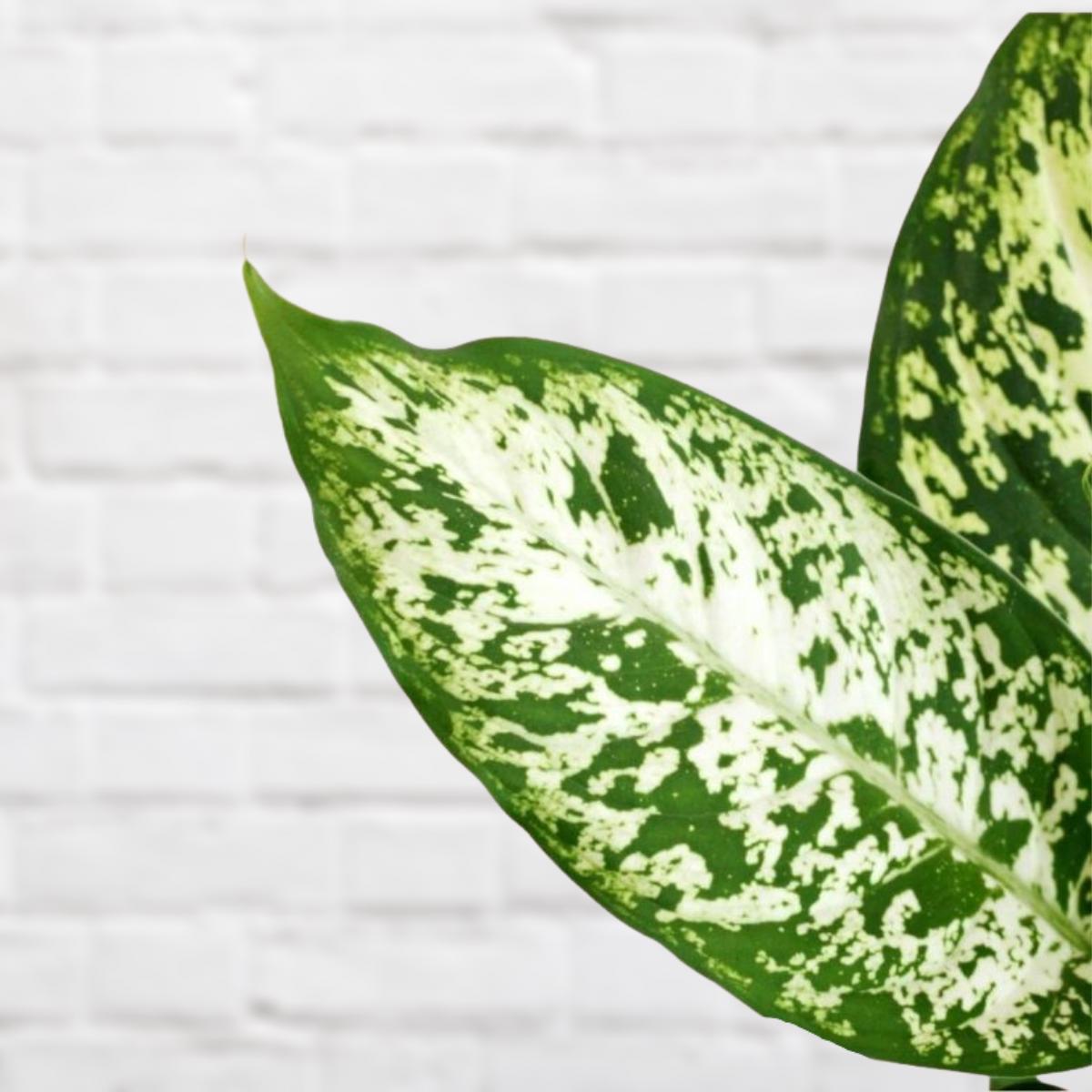 Dieffenbachia - Exotica