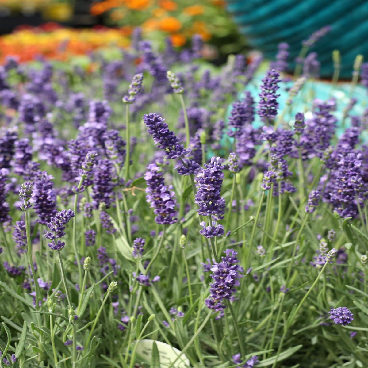 English Lavender | Big Time Blue 1G