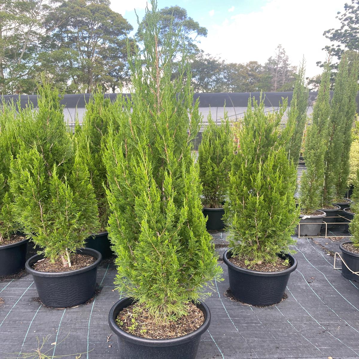Juniperus chinensis Spartan