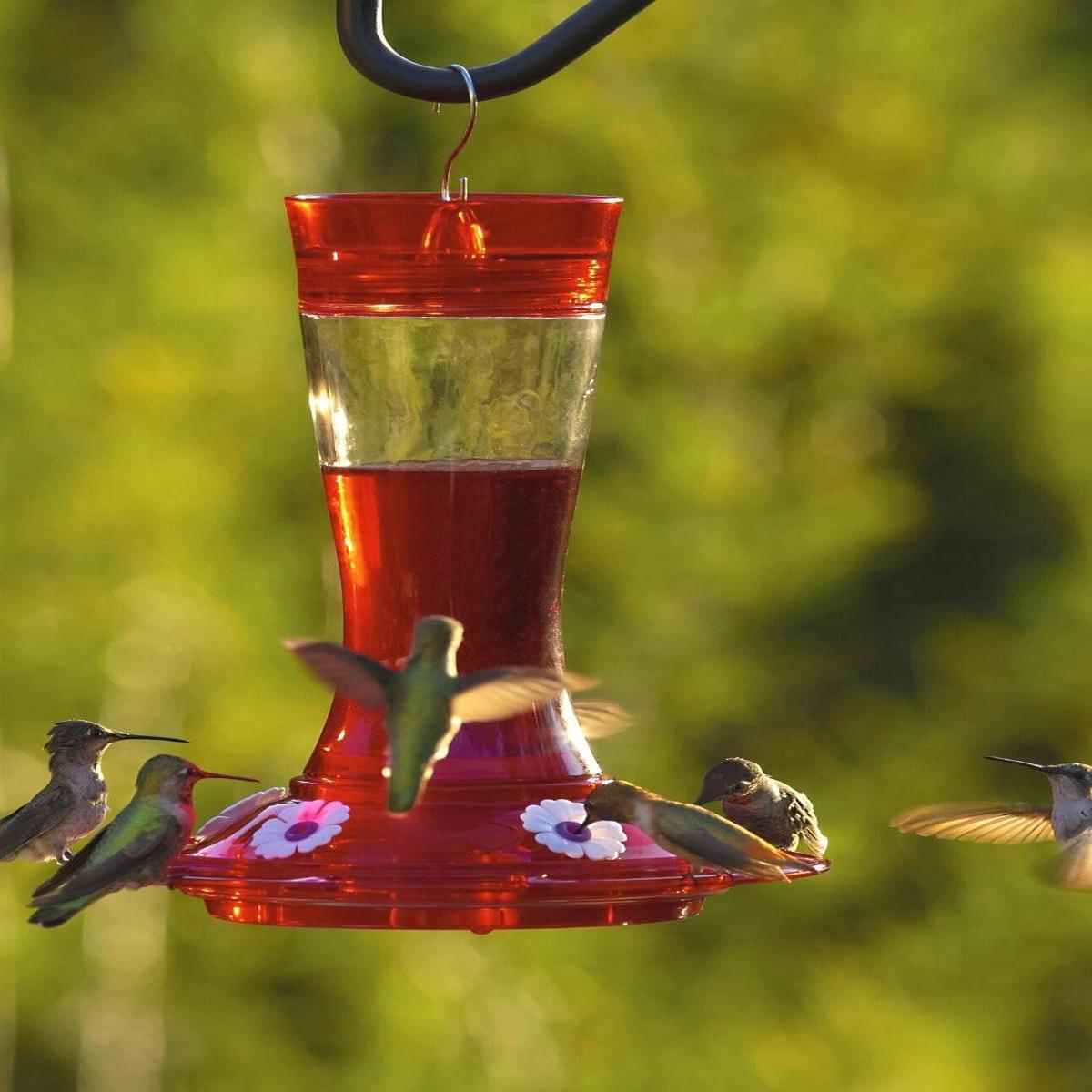 More Birds Garnet Hummingbird Feeder 20oz.