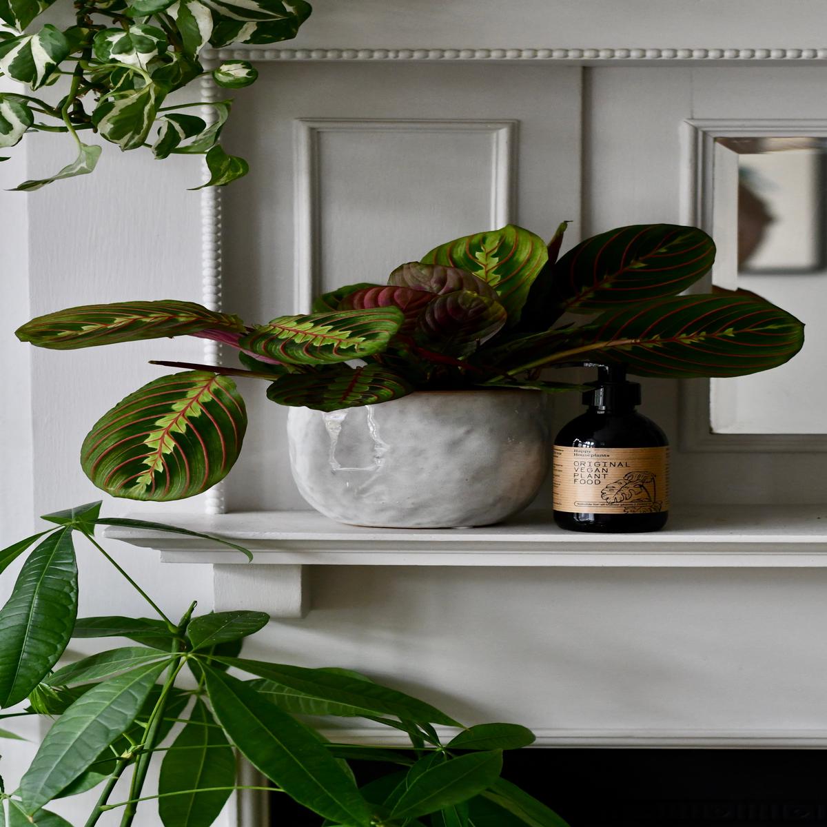 Mothers Day Gift  Maranta in Ceramic Pot with Plant Food