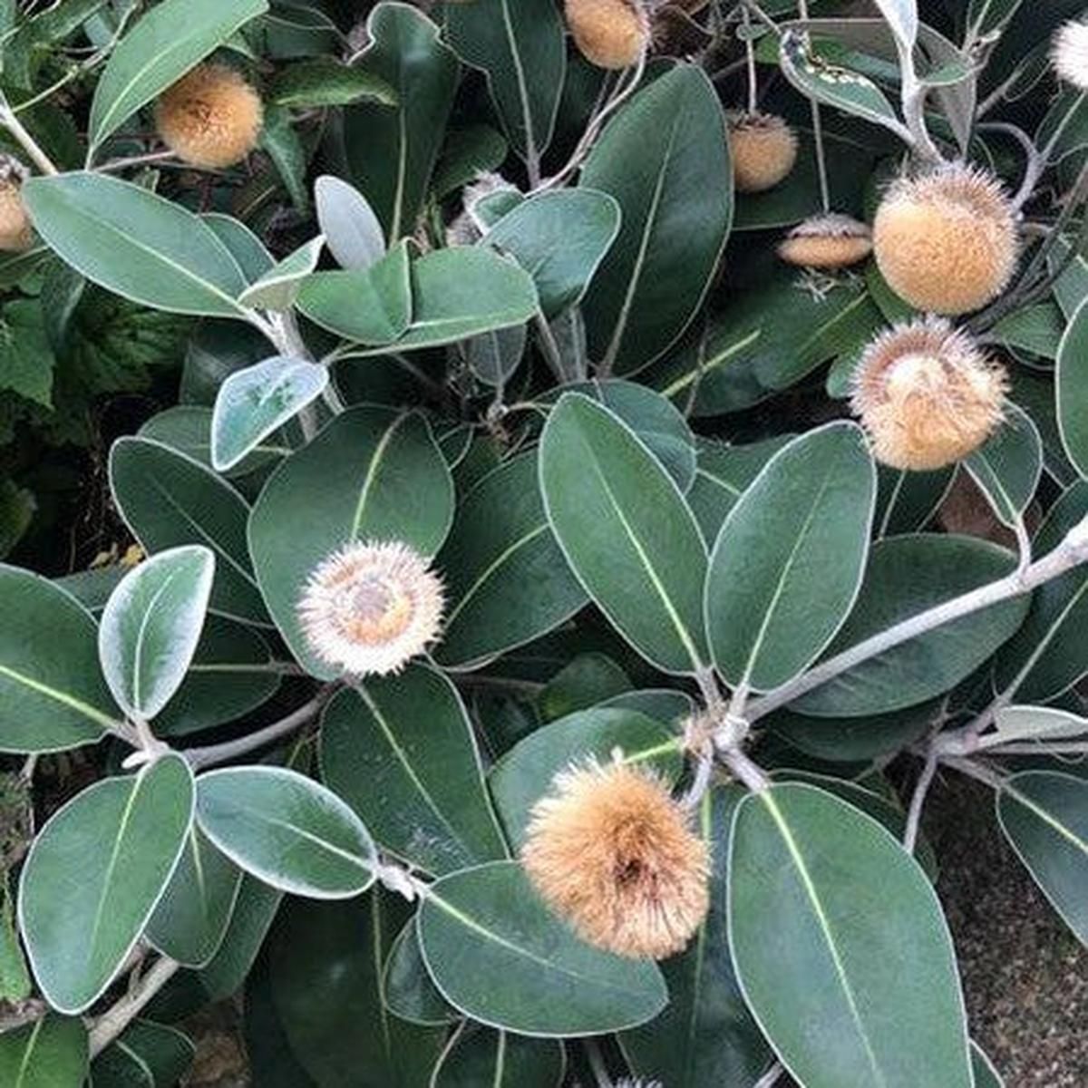 Pachystegia insignis