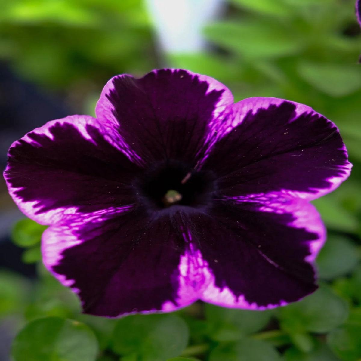 Petunia 'Crazytunia Cosmic Violet' 4''