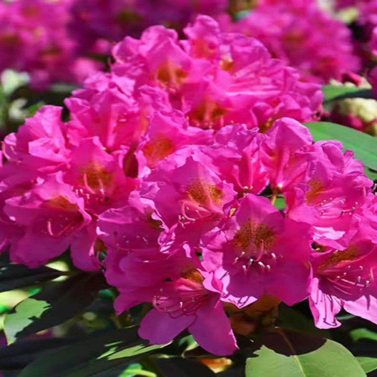 Rhododendron 'Spring Dawn' 15-18''