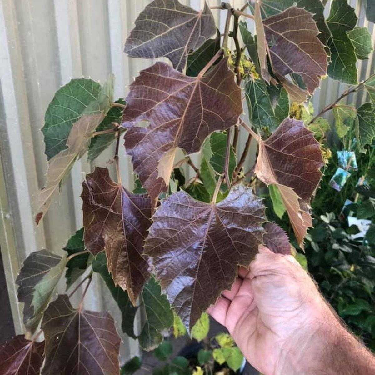 Tilia henreyana Purple Love
