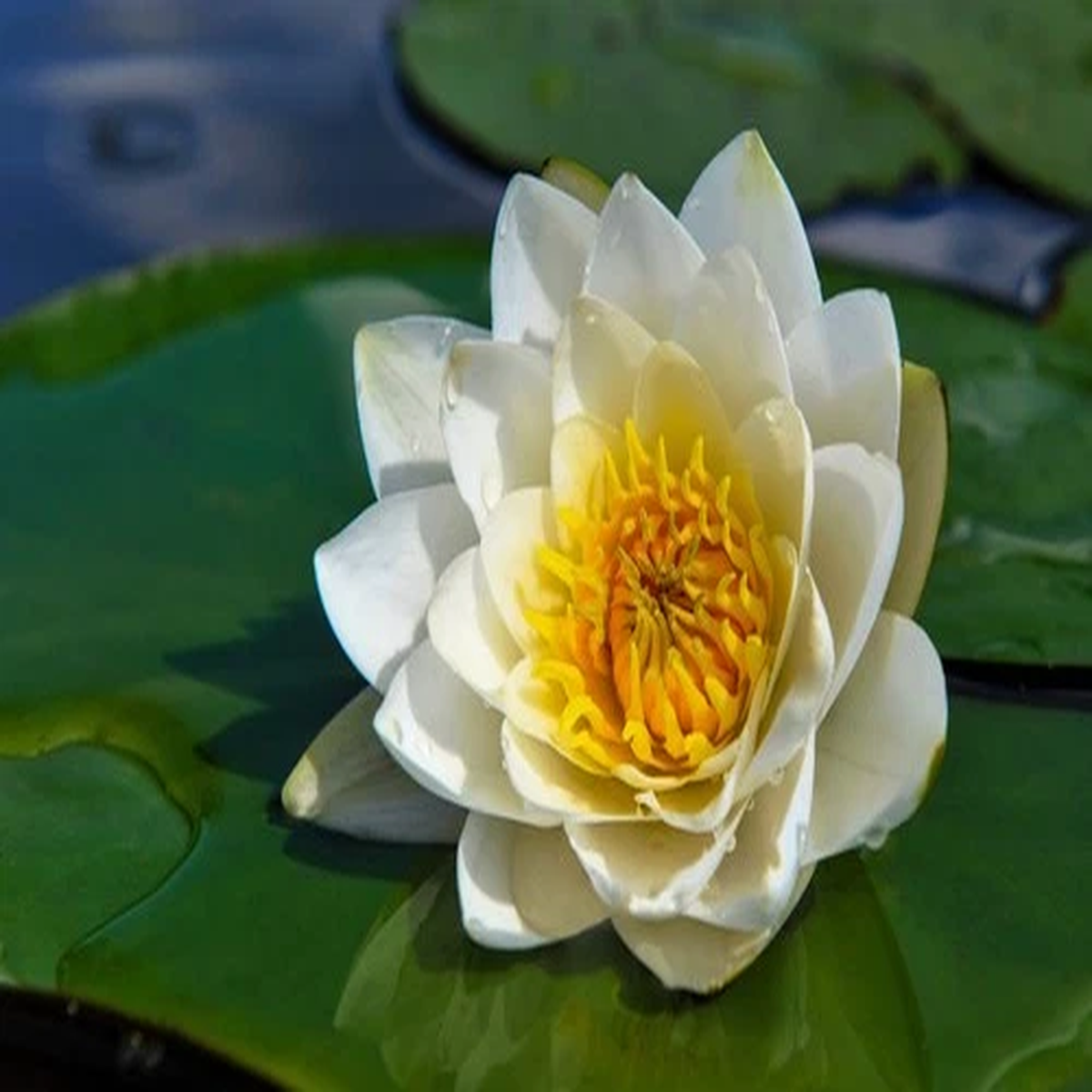 10 WHITE WATER LILY Pad Nymphaea Ampla Asian Lotus Flower Pond Seeds *Comb S/H