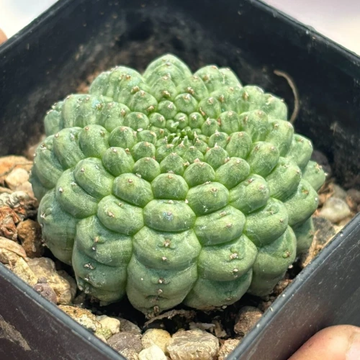 2.5CM Succulent Cactus Plant Euphorbia Obesa Hook Tortoiseshell Euphorbiaceae