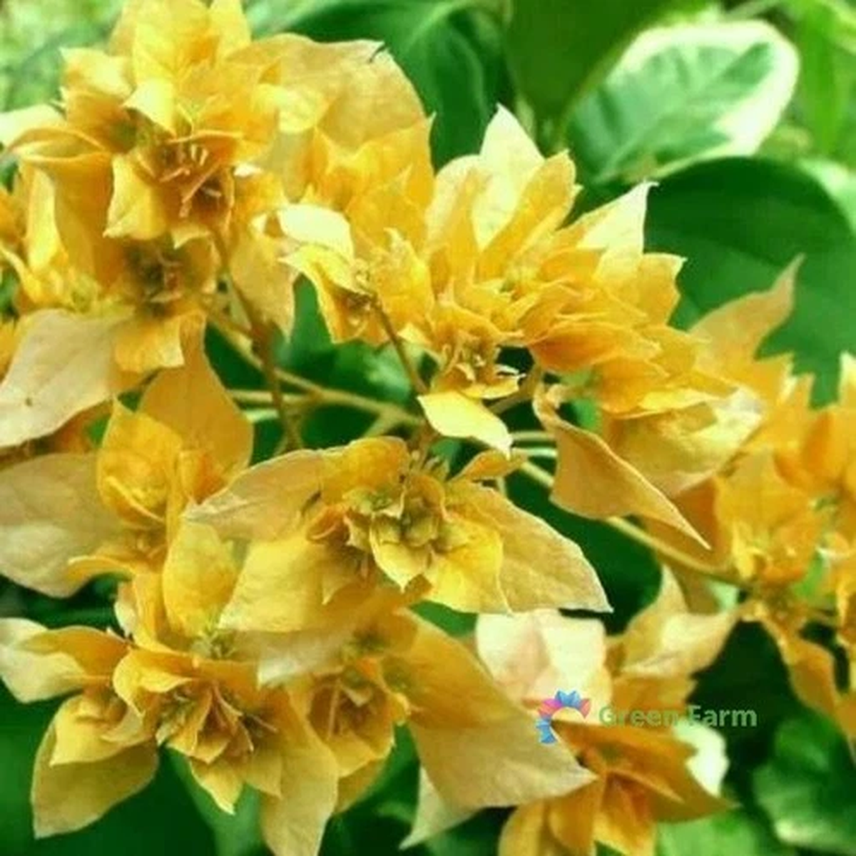 20 Seeds Bougainvillea Yellow Ornate Evergreen Plant  Colourful Paper Flowers