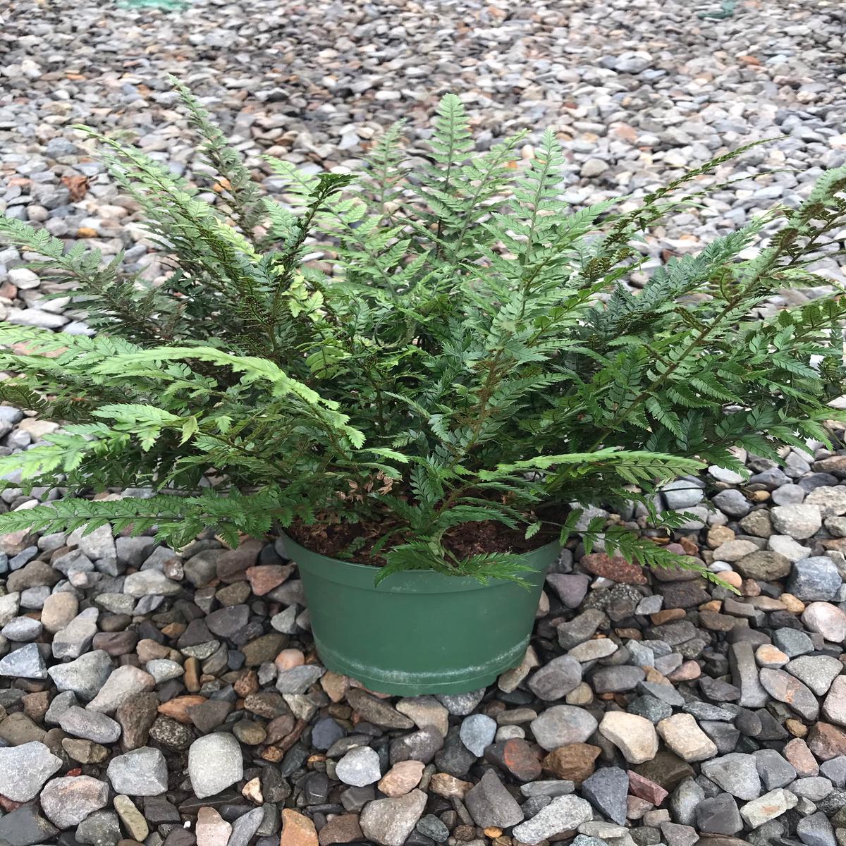 6" Fern, Korean Rock
