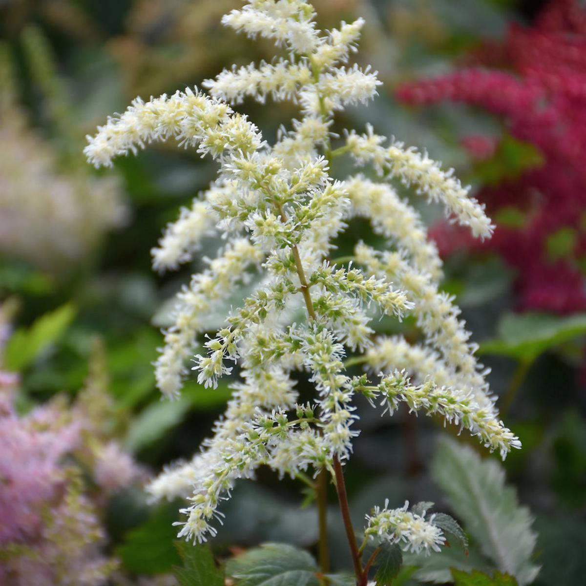 Cappuccino Garden Astilbe