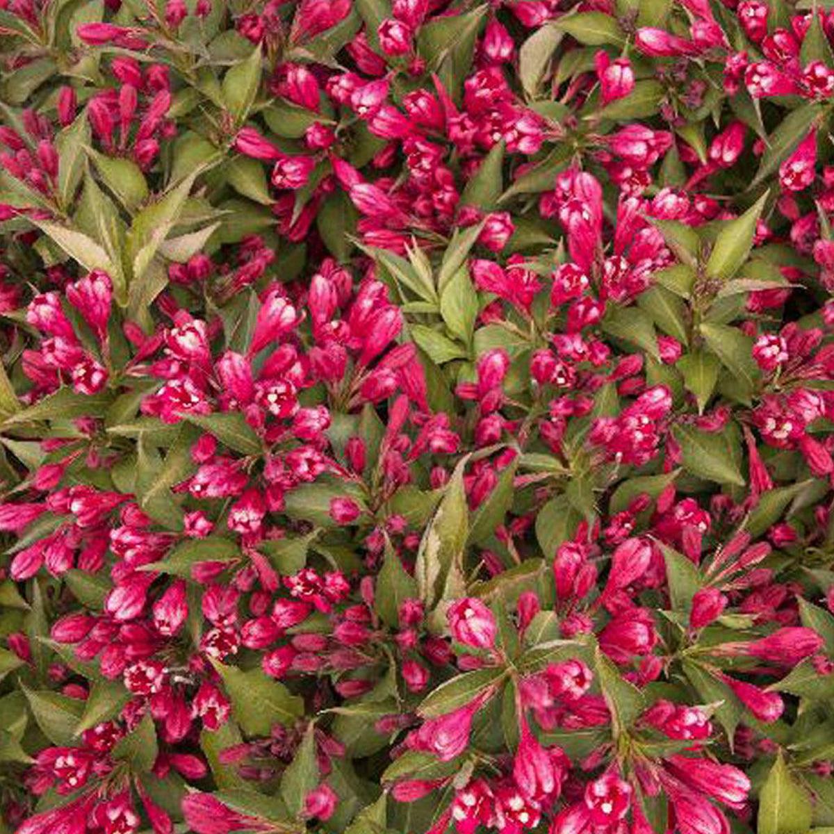 Crimson Kisses Weigela