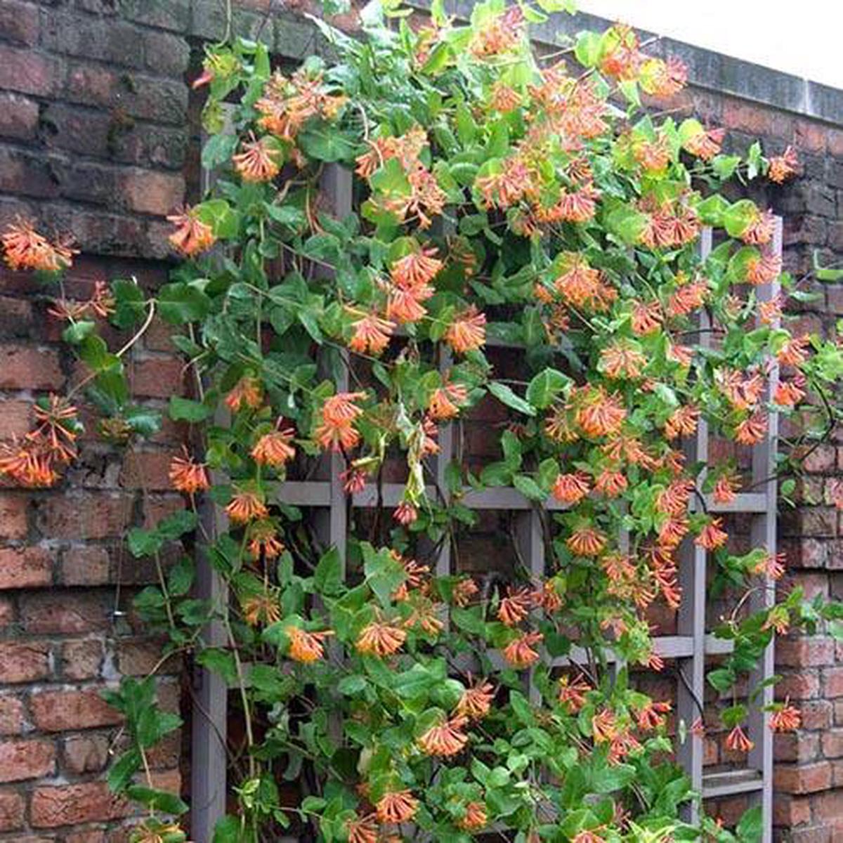 'Dropmore Scarlet' Honeysuckle Vine (Lonicera)