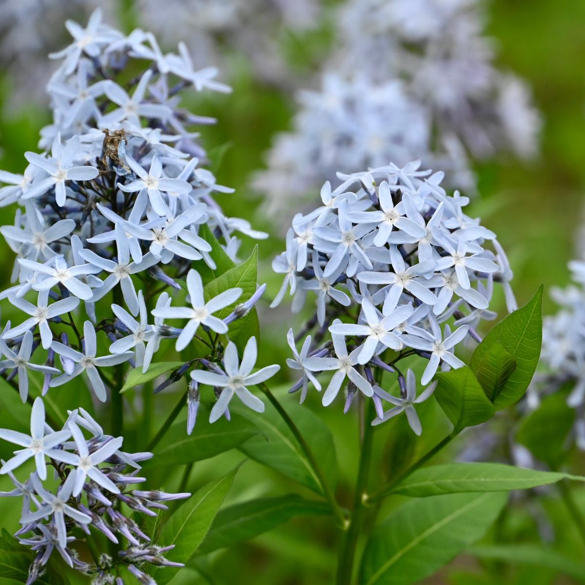 Eastern Bluestar (Amsonia tabernaemontana)