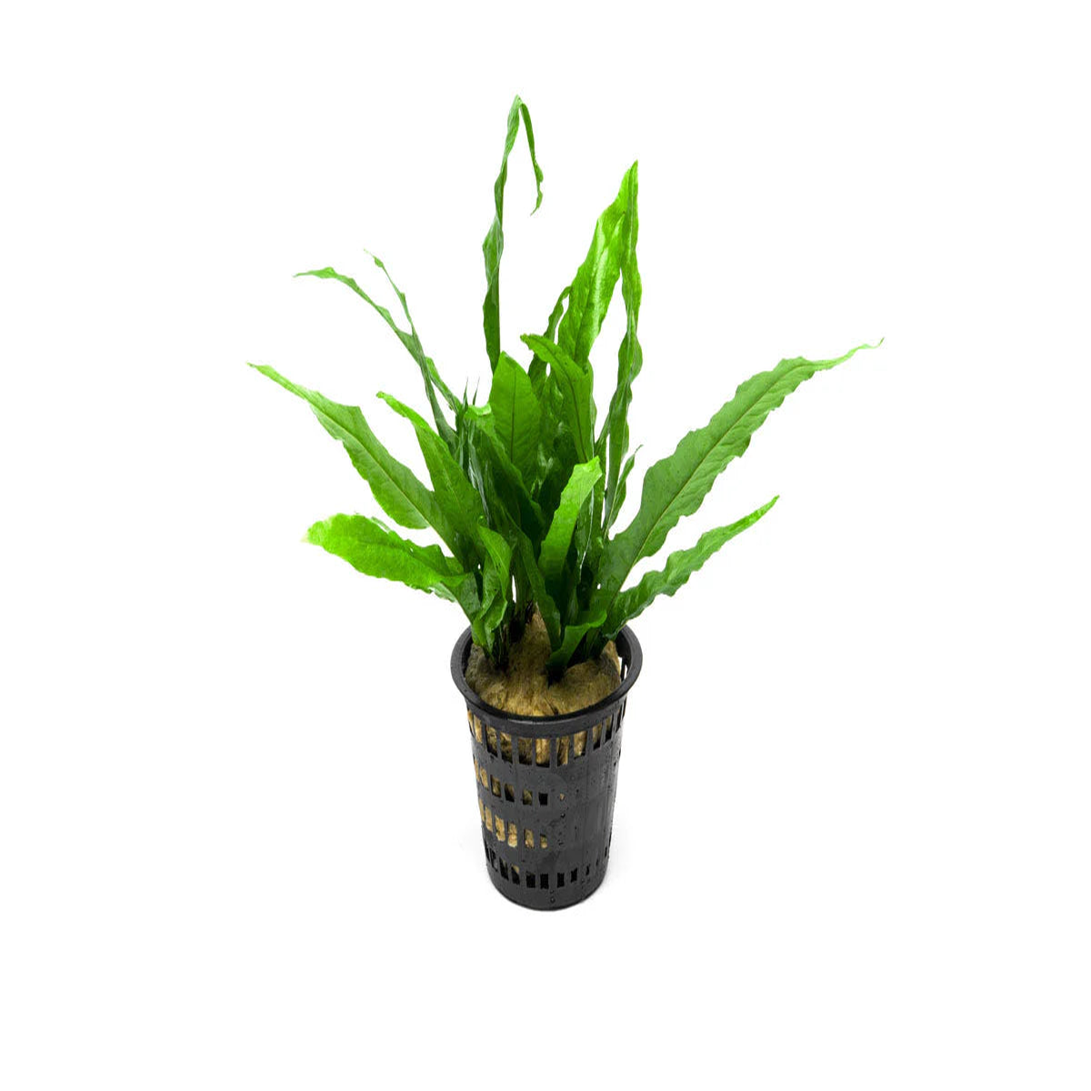 Java Fern (Microsorum pteropus)  Mother Pot