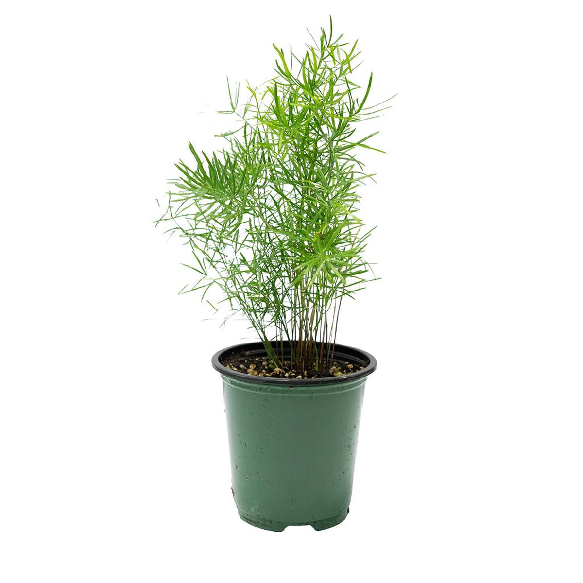 Plumosa/Climbing Asparagus Fern 4"