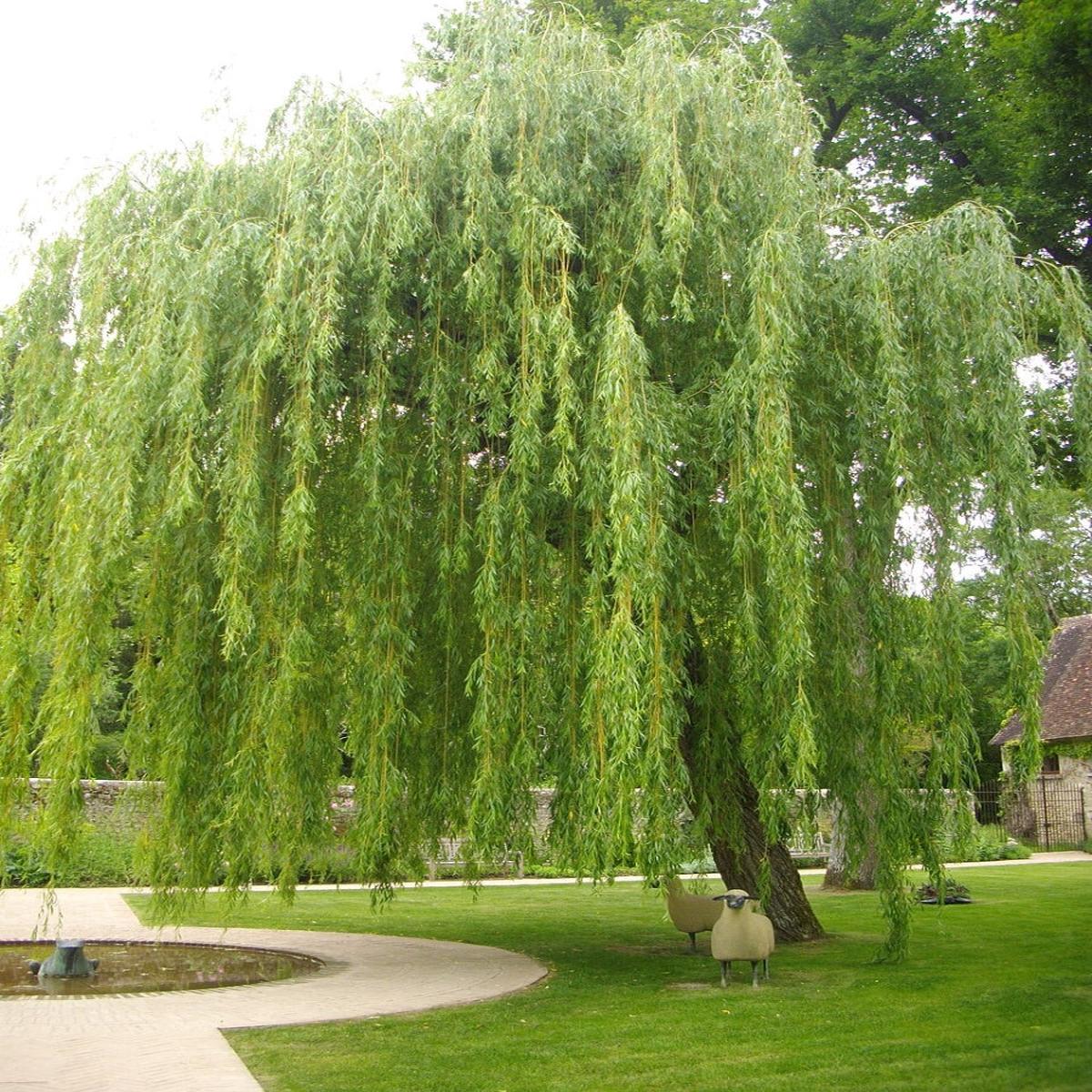 Salix Babylonica Green Willow 15G