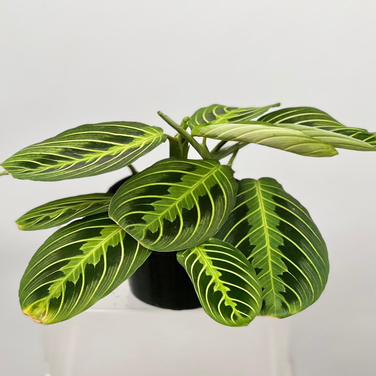 4" Maranta, Lemon Lime