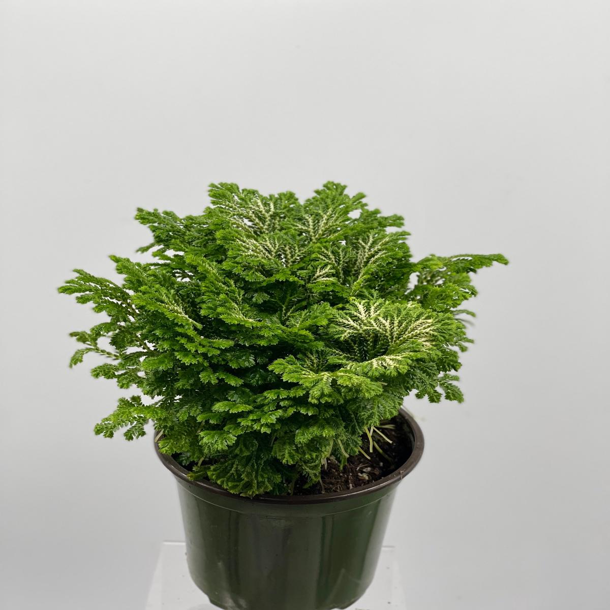 4" Selaginella Frosty