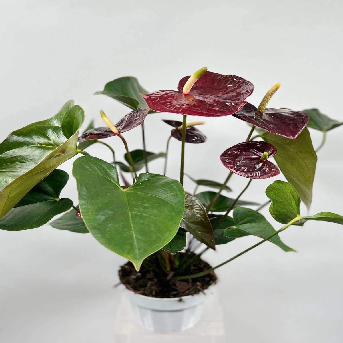 6" Anthurium, Dark Red