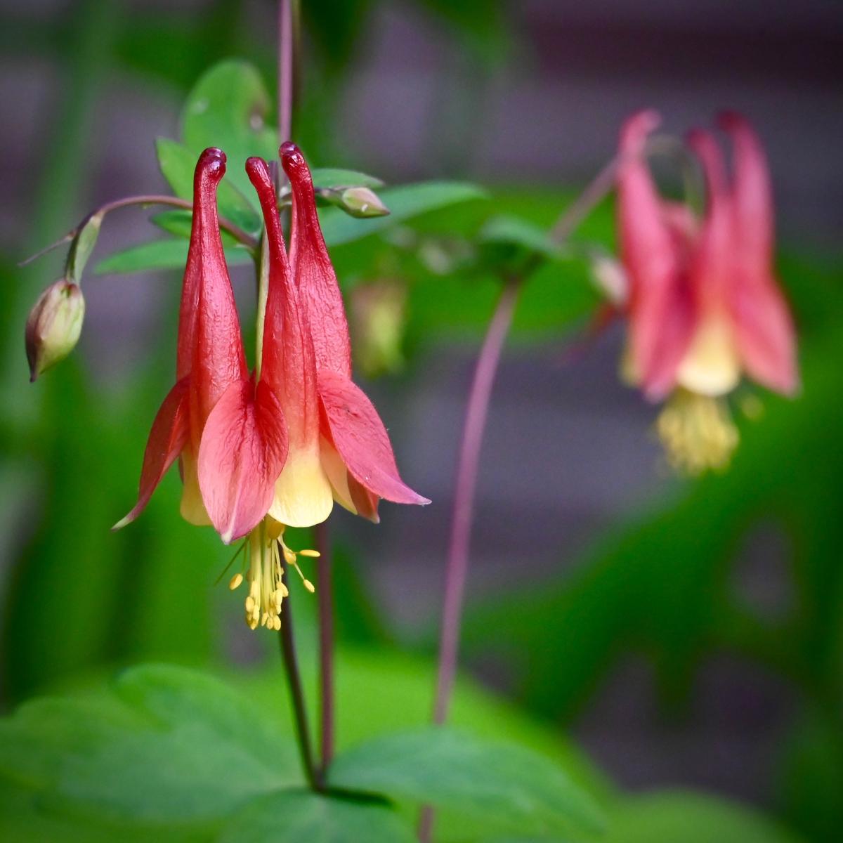Columbine (Aquilegia canadensis) 1 GAL