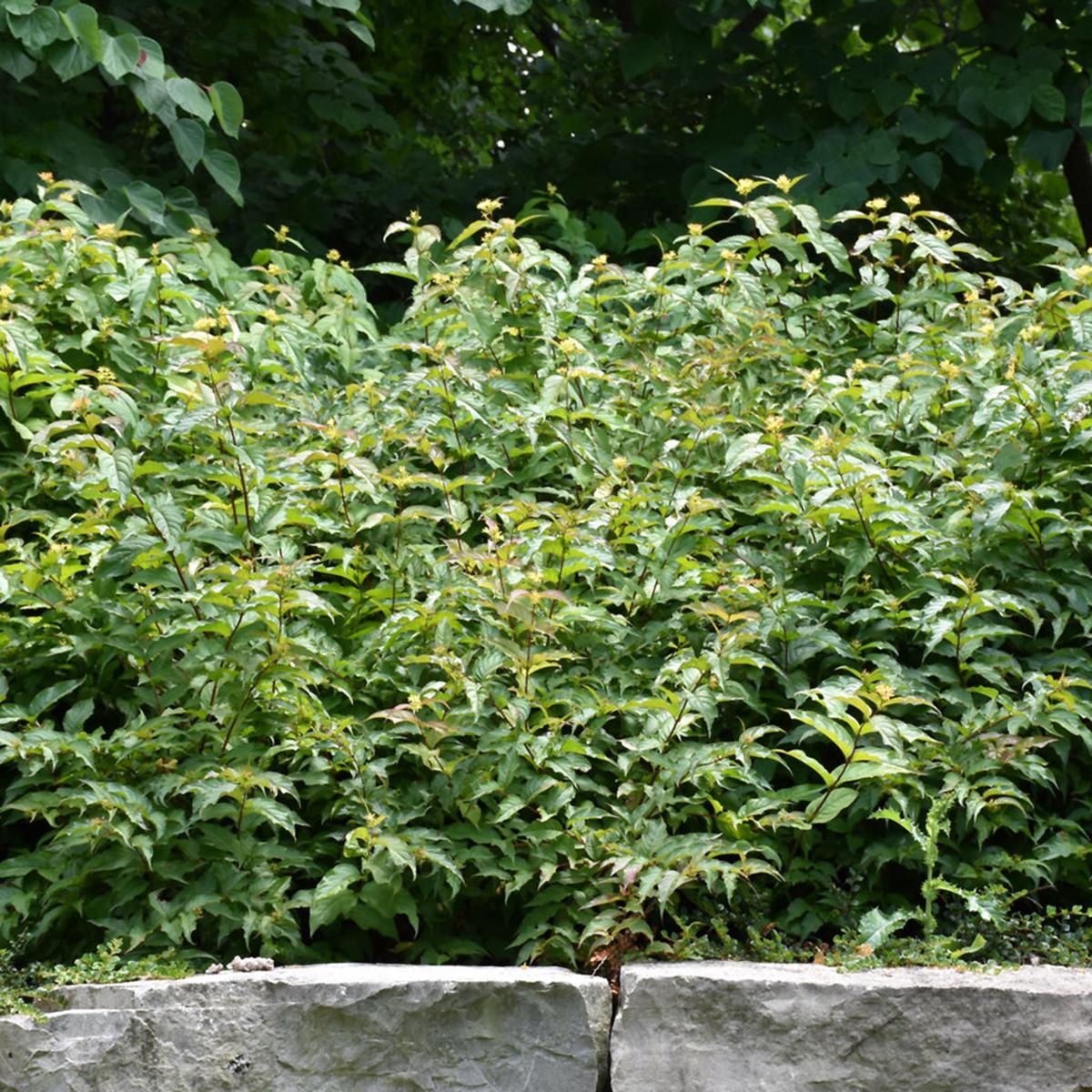 Dwarf Bush-Honeysuckle