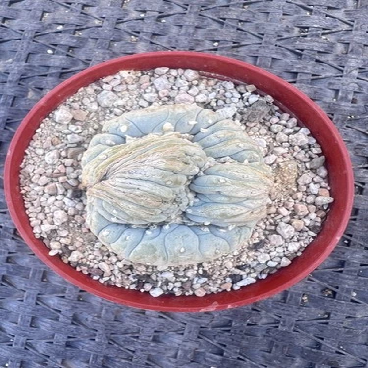 L - Fricii Cristata Rare! 6 pot