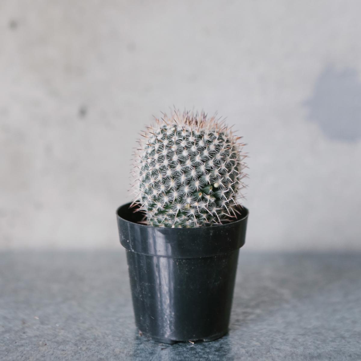 Mammillaria sp.