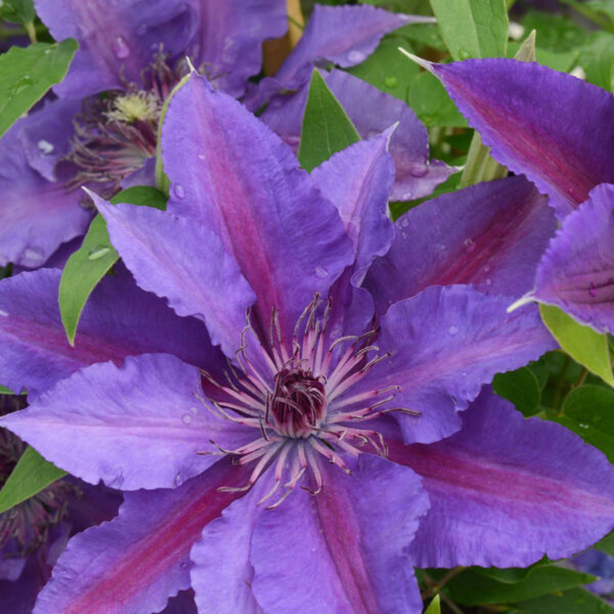 Paulie (Clematis paulie) - 3QT