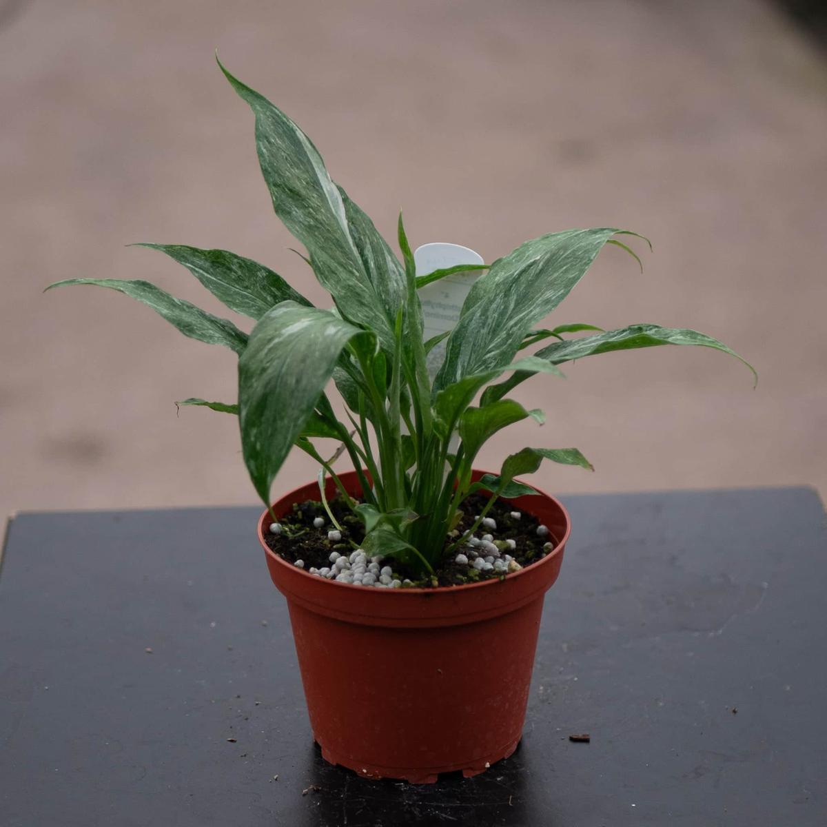 Spathiphyllum 'Domino'