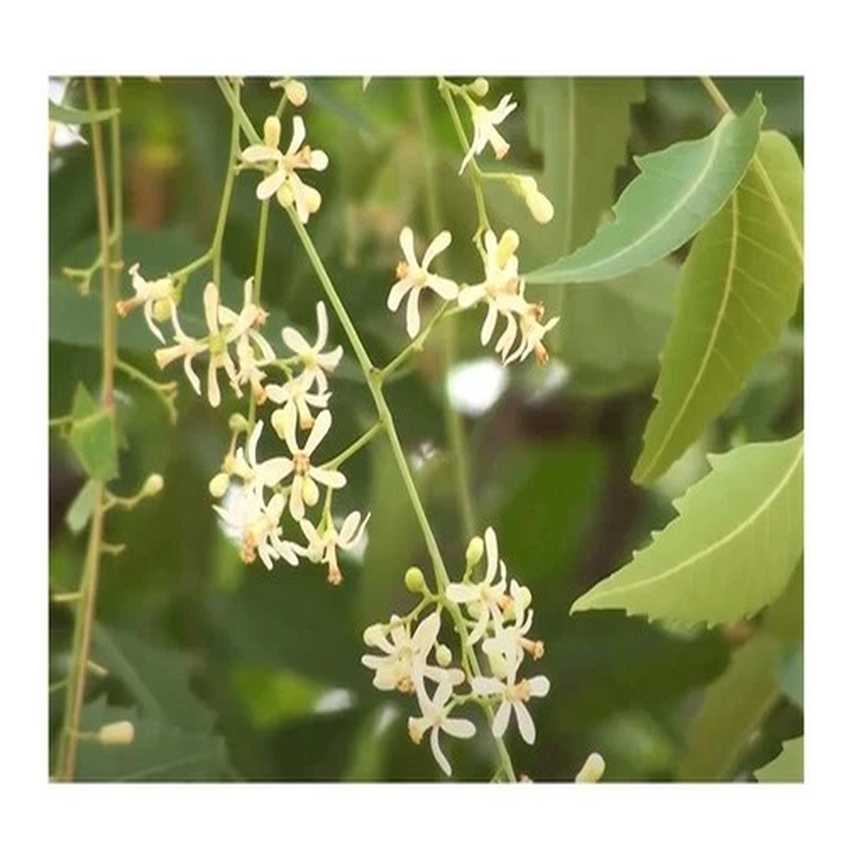 20x Azadirachta Indica Niembaum Niem Neem Margosa Plants - Seeds ID32