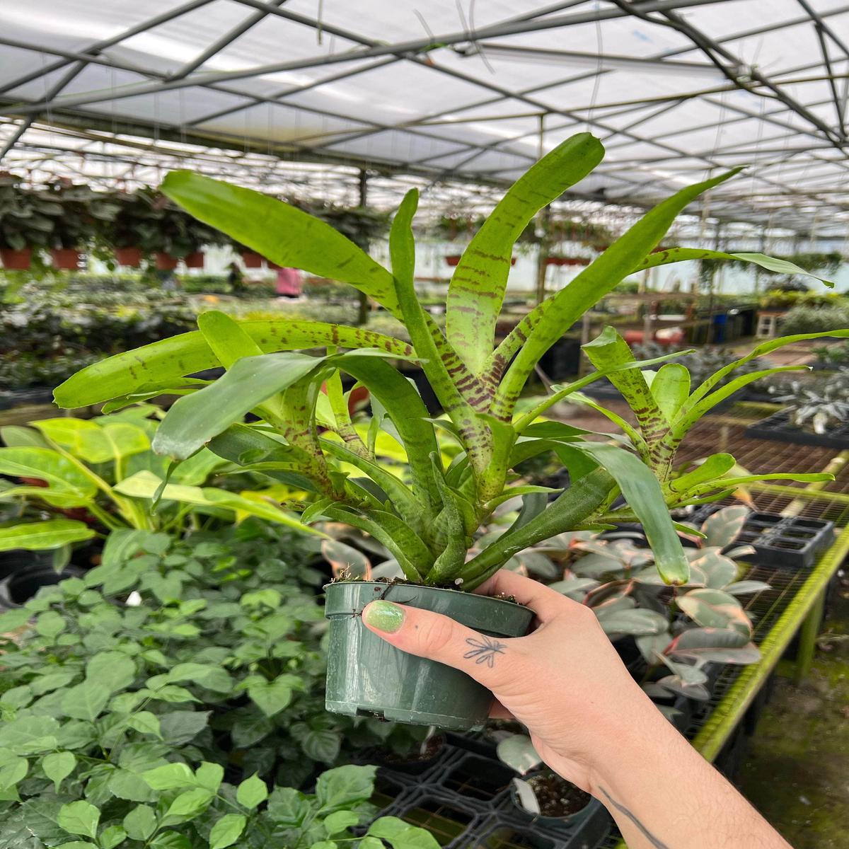 Bromeliad Neoregelia tigrina