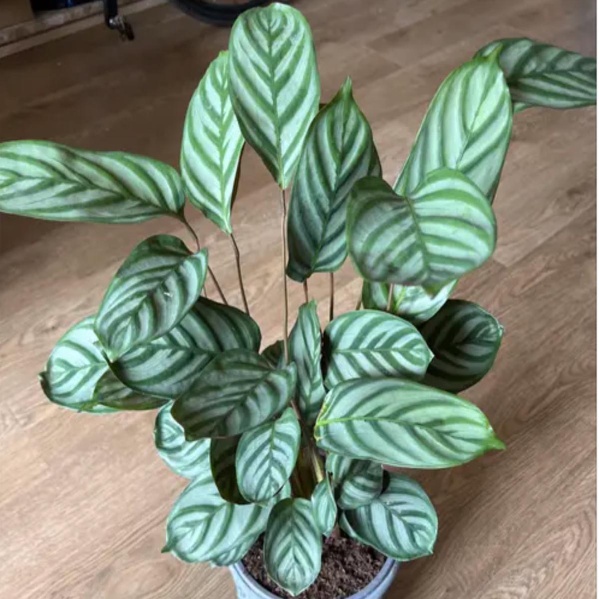 Calathea Anulque