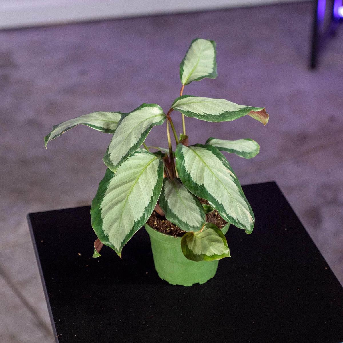 Calathea 'Royal Standard'