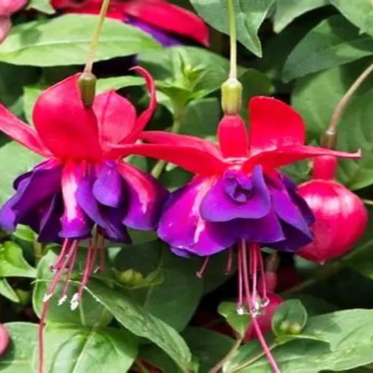 Hardy Fuchsia 'Voodoo' 1G