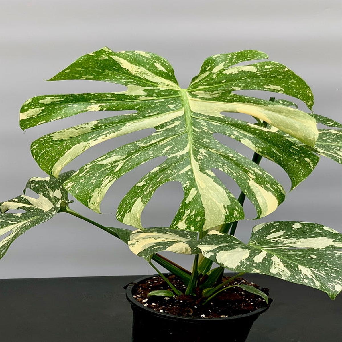 Monstera Thai Constellation "Big Plant"