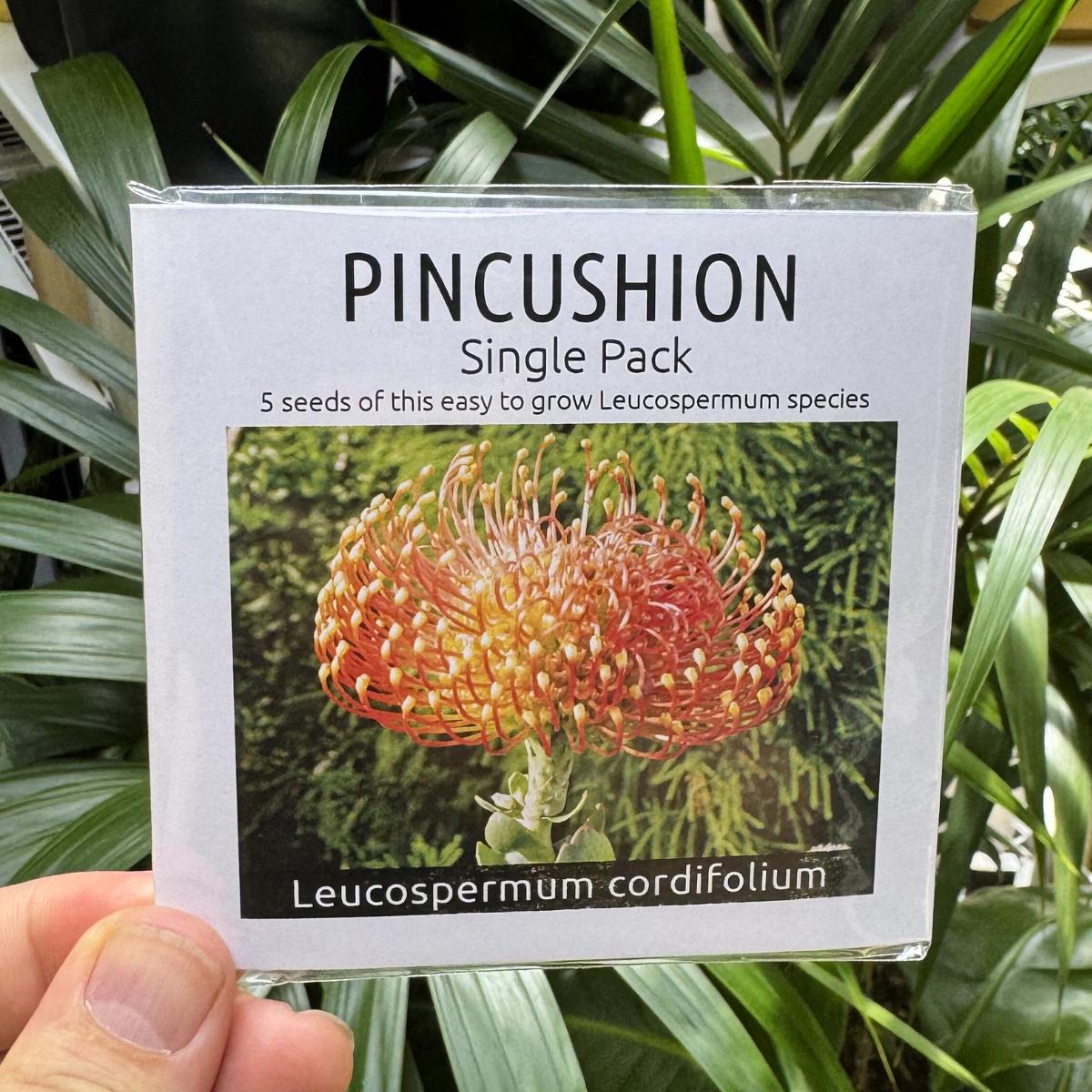 Pincushion Protea Seed Kit: Indigenous Leucospermum Cordifolium