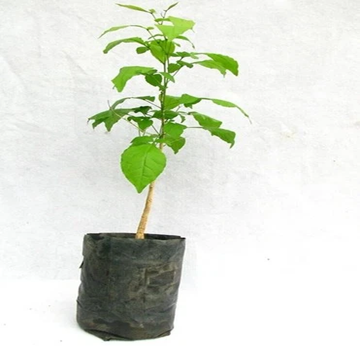 Two Indian Beal Patra Live Plant Bilva Patra Fruit Bilva Two Bel Patra Plants