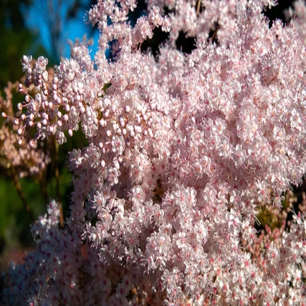 100 SIBERIAN MEADOWSWEET Filipendula Palmata Meadow Sweet Pink White Flower Seed
