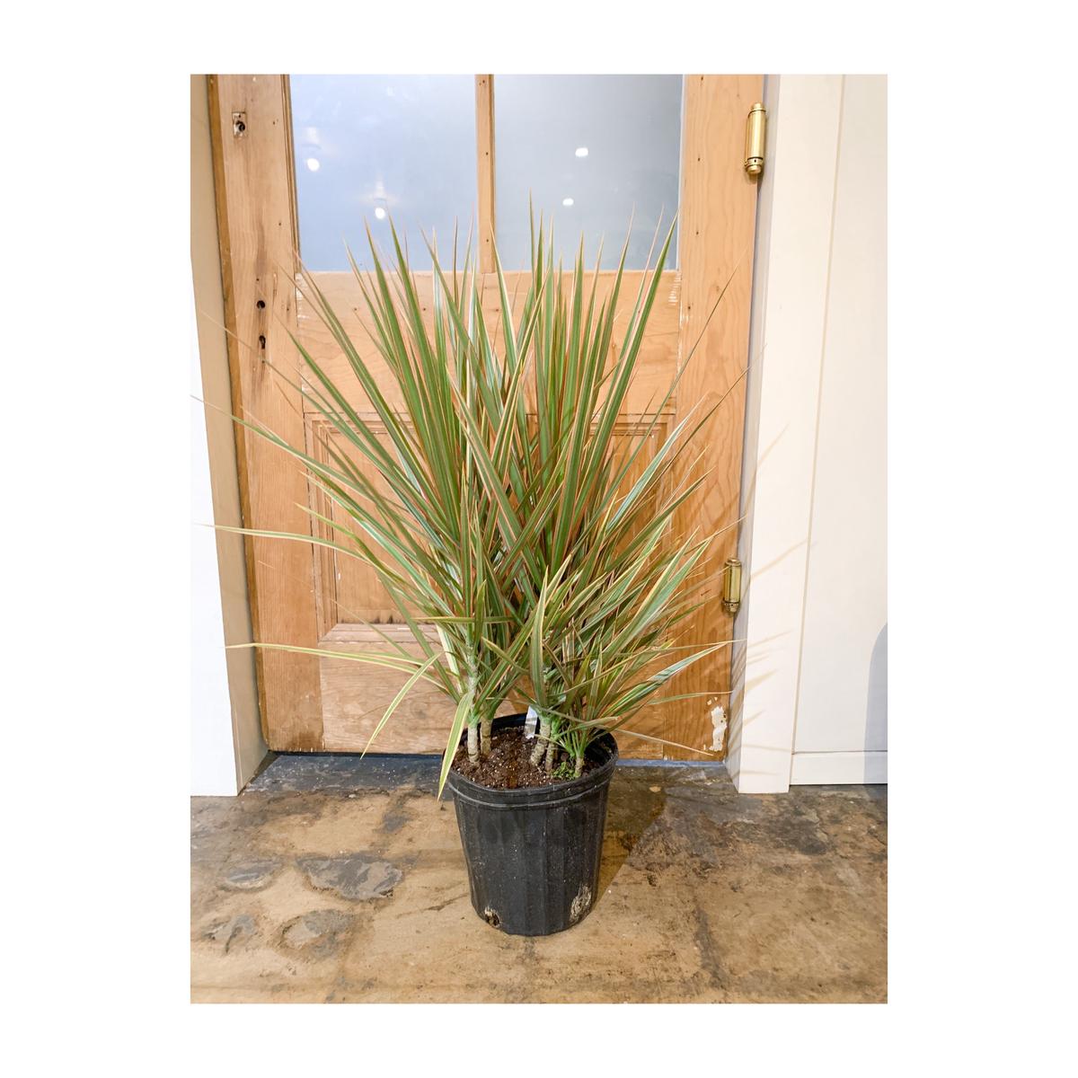 14 Marginata Bicolor