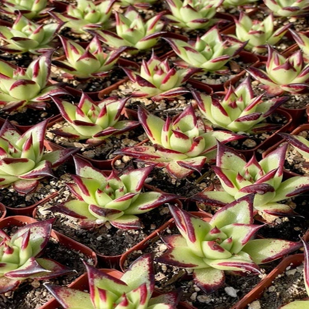 2 Echeveria Agavoides Ebony | Rare Succulent | Rare Plant