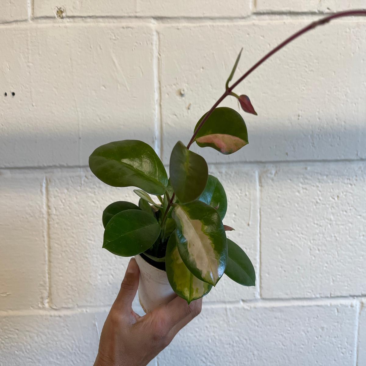 4" Hoya Australis Lisa