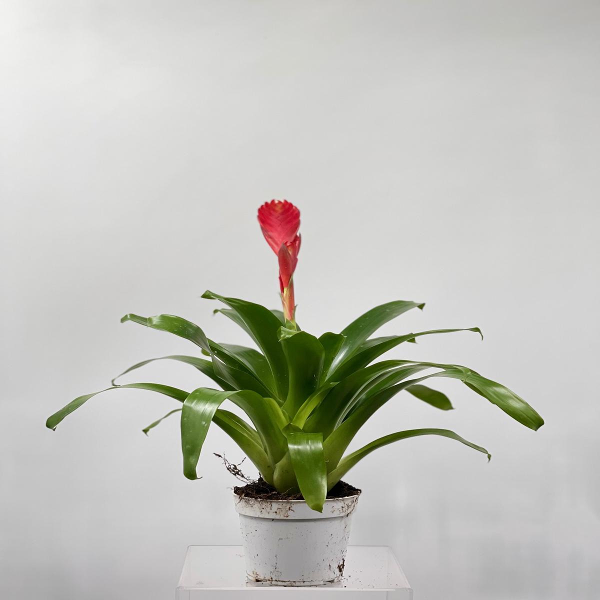4" Vriesea Christiane
