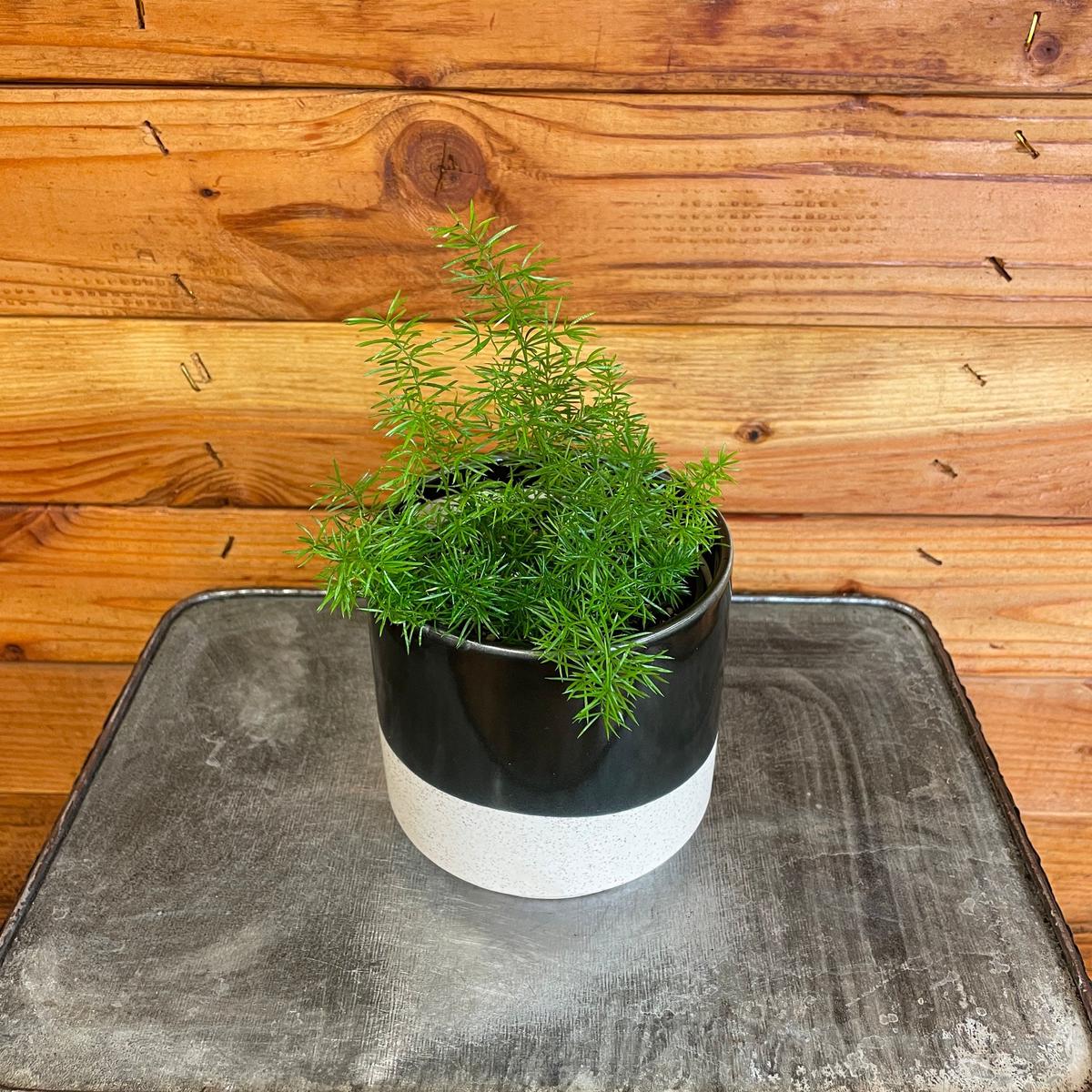 Asparagus Meyeri Foxtail Fern, 4" Plant