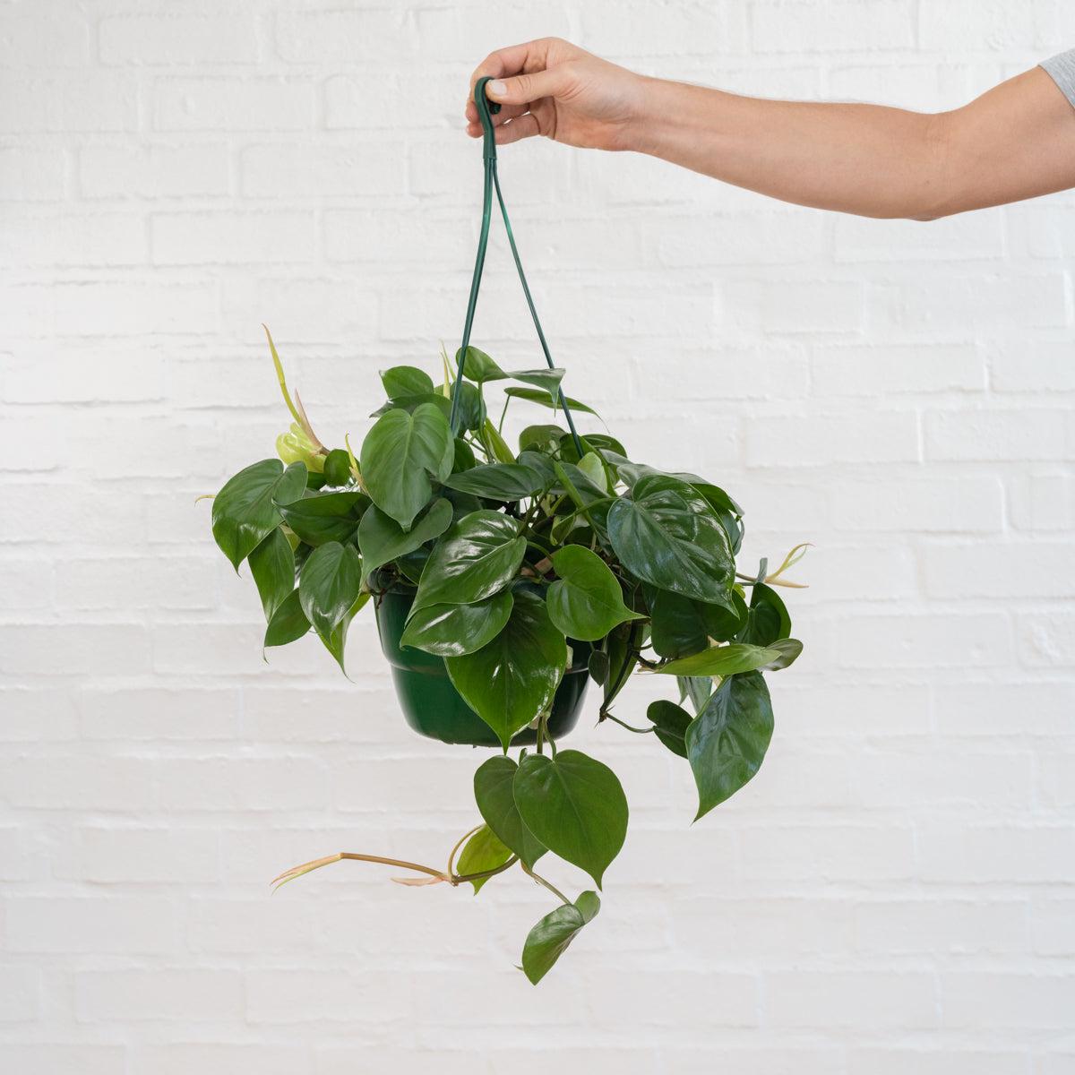 Heart Leaf Philodendron - Hanging Basket
