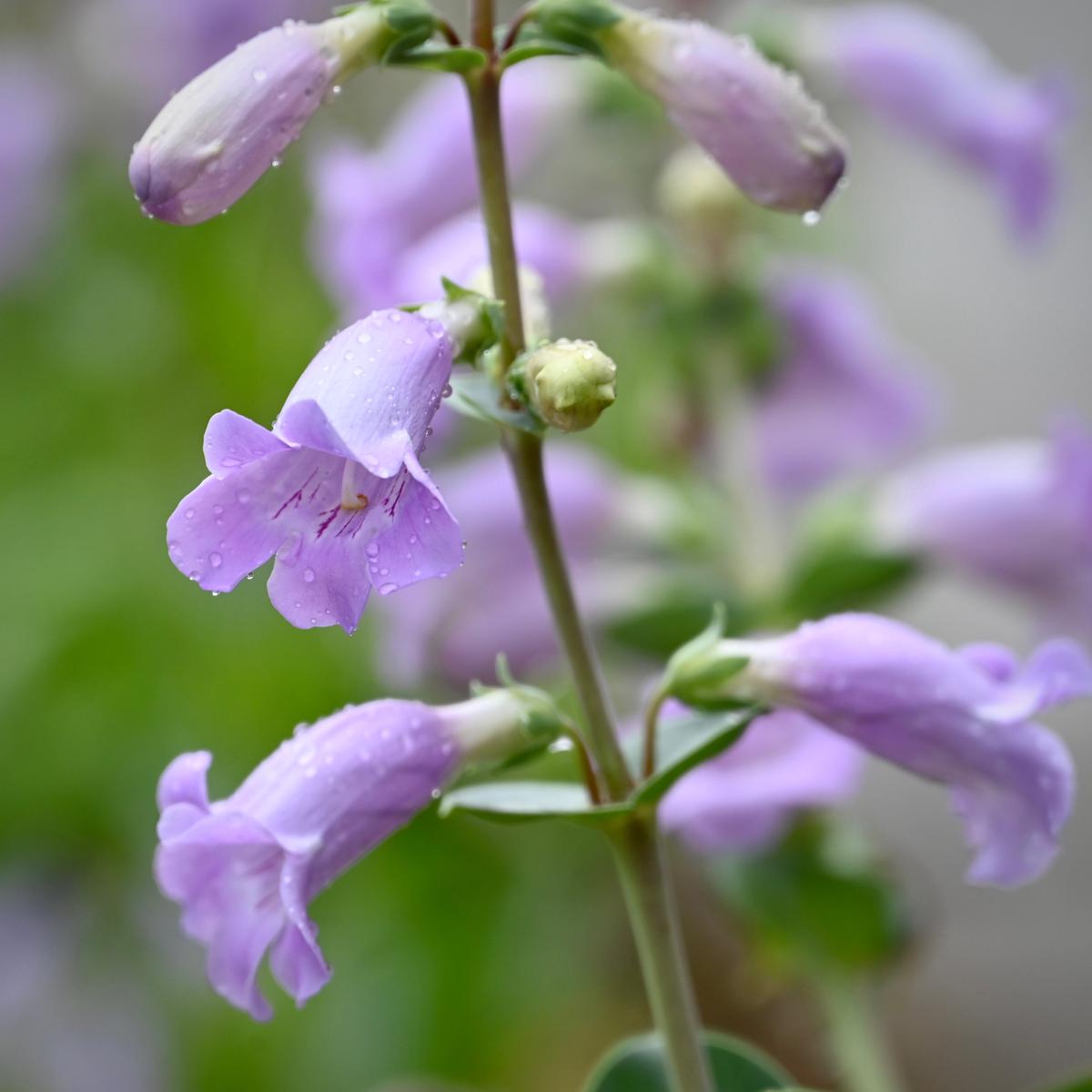 Large-flowered Penstemon (Penstemon grandiflorus)